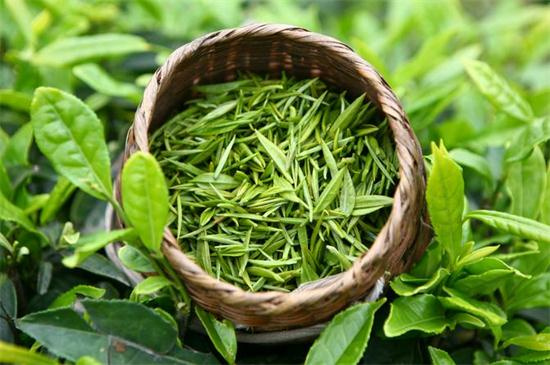 探究薏仁茶的成分與茶葉的異同